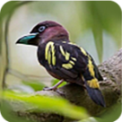 蜜糖直播APP应用